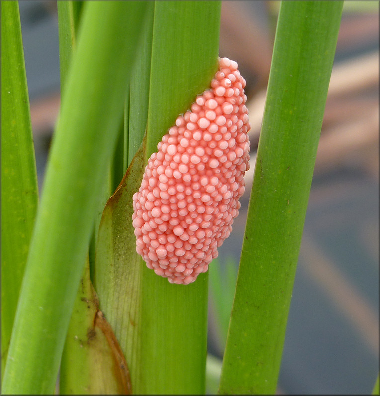 Pomacea maculata egg clutch along the lake periphery 6/23/2012