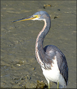 Tri-colored Heron [Eagretta tricolor]