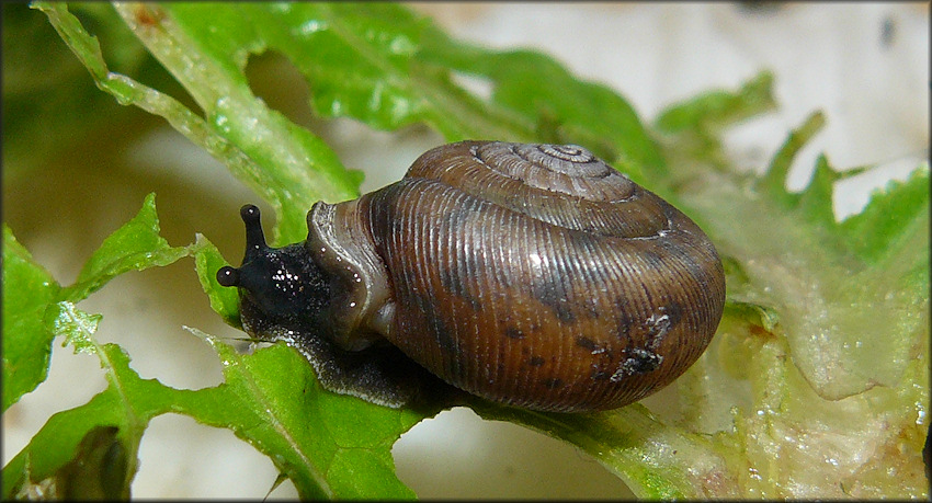 Daedalochila auriculata Found At Bass Haven Site #3 In Captivity Feeding On Romaine Lettuce