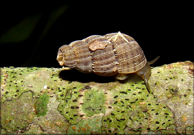 Chondropoma dentatum (Say, 1825) Crenulate Horn