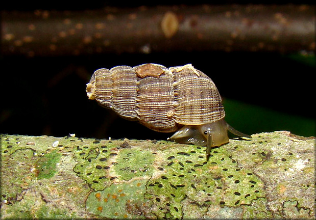 Chondropoma dentatum (Say, 1825) Crenulate Horn