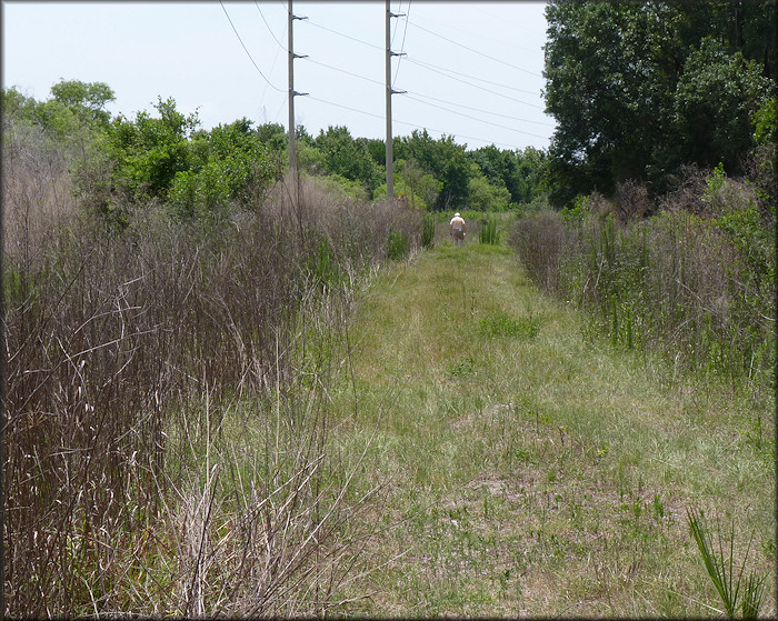 Location where a majority of the dwarf empty Daedalochila auriculata shells were found (5/13/2011)