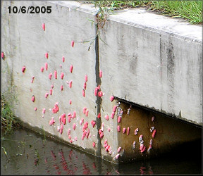 Pomacea canaliculata Egg Clutches On Concrete Box Culvert