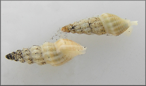Kurtziella limonitella (Dall, 1884) Punctate Mangelia