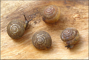 Euchemotrema fraternum (Say, 1821) Upland Pillsnail