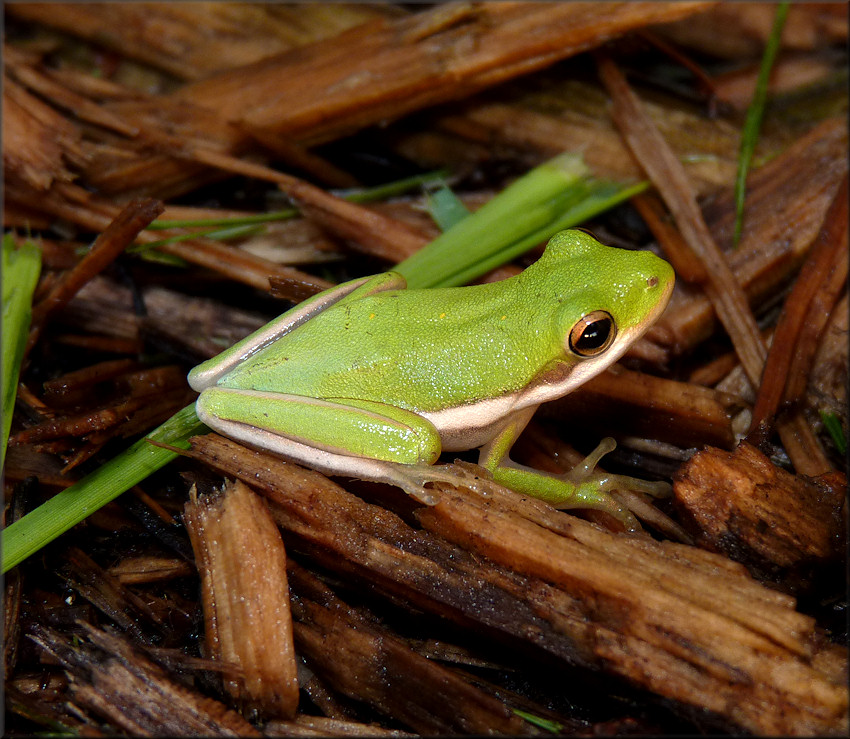 Green Treefrog [Hyla cinerea]