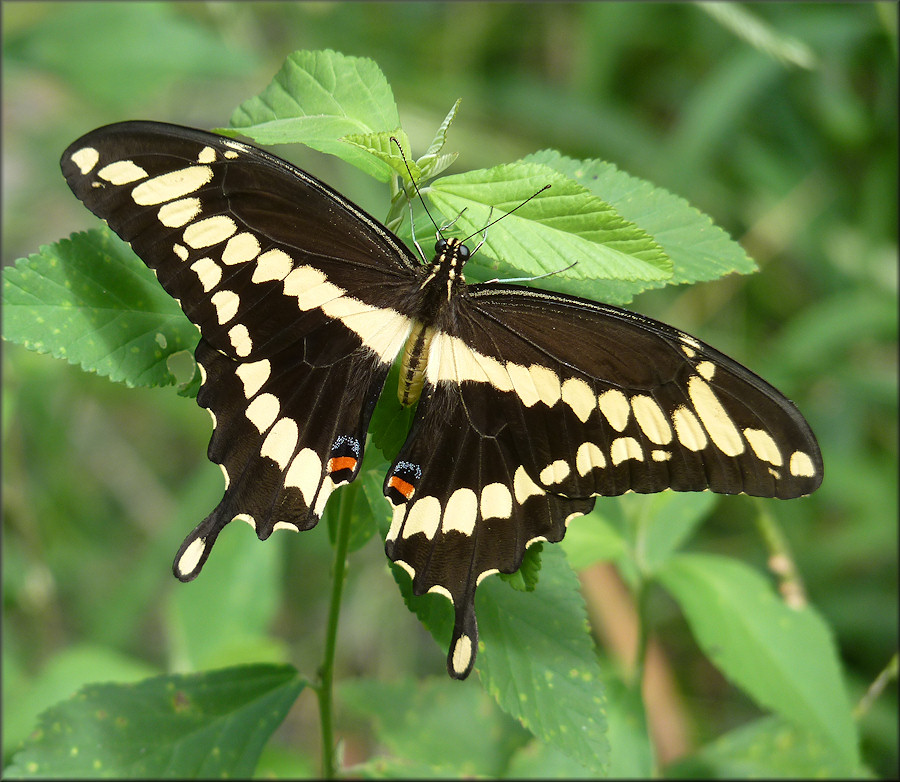 Giant Swallowtail Papilio cresphontes
