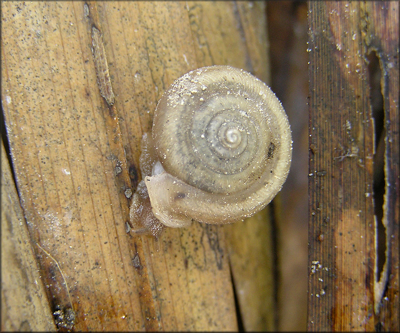 Daedalochila auriculata (Say, 1818) Under Dried Palmetto Frond On Ft. George Island 1/7/2013