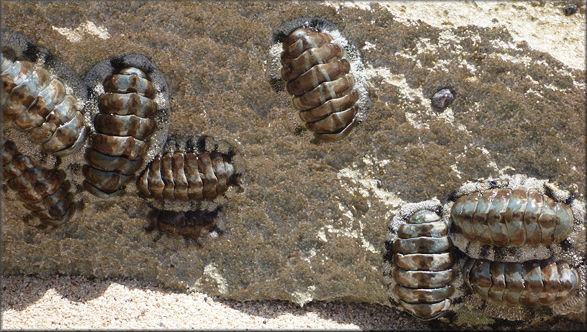 Acanthopleura granulata (Gmelin, 1791) West Indian Fuzzy Chiton