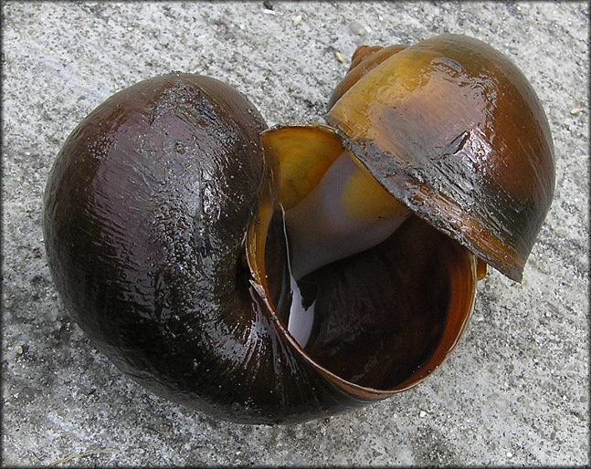 Pomacea canaliculata (Lamarck, 1822) Mating Pair