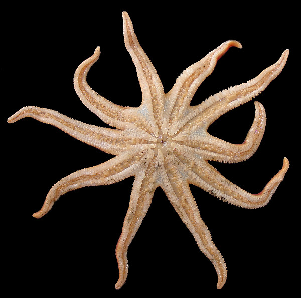 Solaster species C "Aleutian Sun Star"