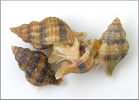 Urosalpinx cinerea (Say, 1822) Atlantic Oyster Drill