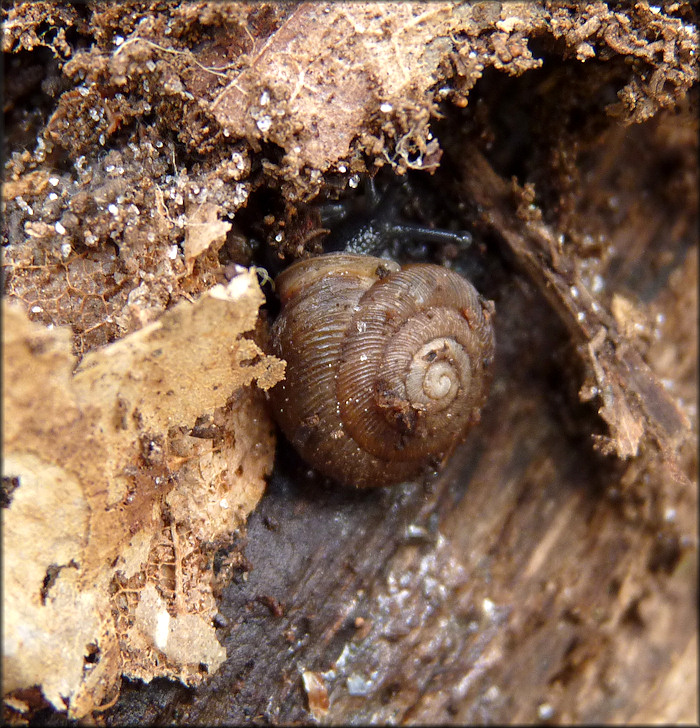 Triodopsis hopetonensis (Shuttleworth, 1852) Magnolia Threetooth In Situ