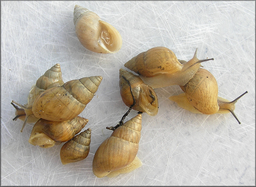 Bulimulus sporadicus (d’Orbigny, 1835)