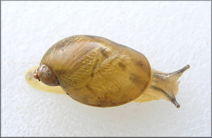 Novisuccinea ovalis (Say, 1817) Oval Ambersnail