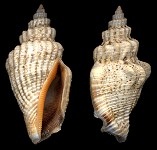 Canarium labiatum (Rding, 1798))