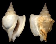 Dolomena labiosa (Wood, 1828)