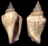 Canarium olydium (Duclos, 1844)