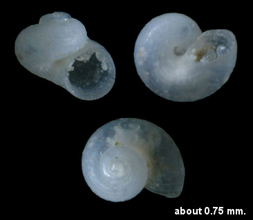 Skenea species [see Lee (2009: 58; species no. 268)]