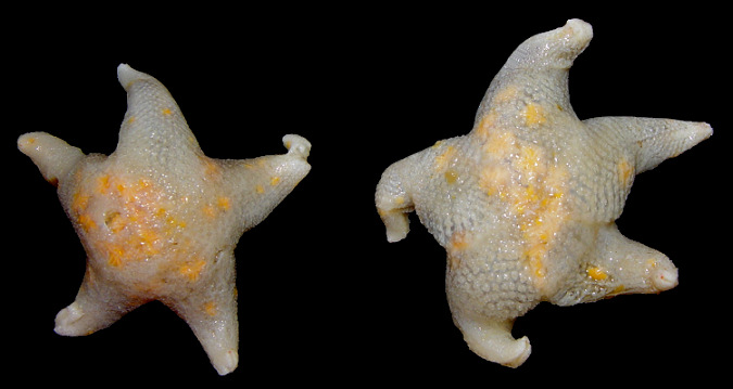 Pteraster species C "White Cushion Star"