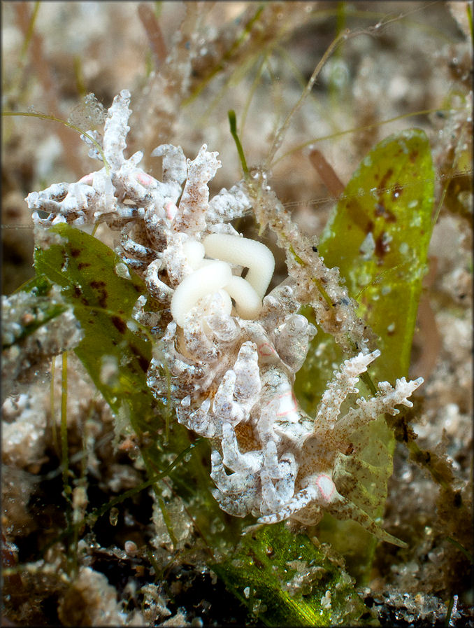 Baeolidia nodosa (Haefelfinger and Stamm, 1958) With Eggs And Copepods
