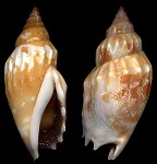 Tridentarius dentatus (Linnaeus, 1758)