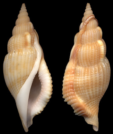 Varicospira cancellata (Lamarck, 1816)