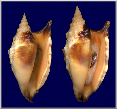 Euprotomus aratrum (Rding, 1798)