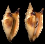 Euprotomus aratrum (Rding, 1798)
