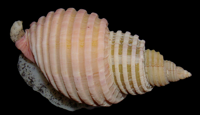 Buccinum eugrammatum Dall, 1907