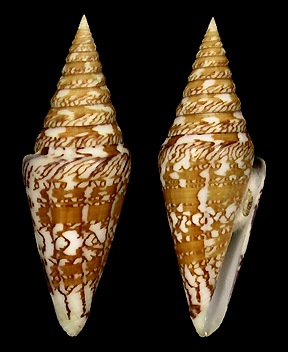 Conus excelsus G. B. Sowerby III, 1908