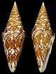 Conus excelsus G. B.Sowerby III, 1908 