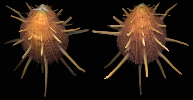 Spondylus regius (Linnaeus, 1758) Regal Thorny Oyster
