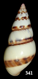 Liguus fasciatus pictus (Reeve 1842)