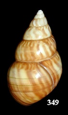 Liguus fasciatus fuscoflamellus Frampton, 1932