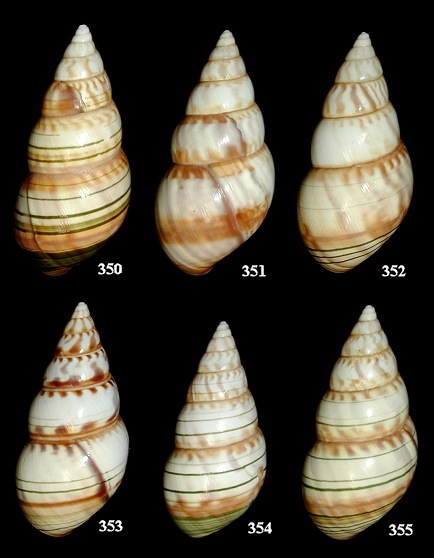 Liguus fasciatus pseudopictus X Liguus fasciatus fuscoflamellus