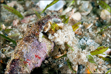 Cerithium atratum (Born, 1778) Dark Cerith Depositing Egg Strand