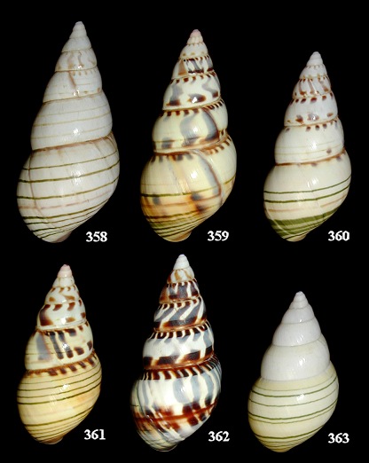 Liguus fasciatus pseudopictus X Liguus fasciatus lossmanicus