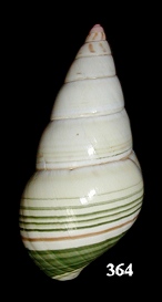 Liguus fasciatus delicatus Simpson 1920