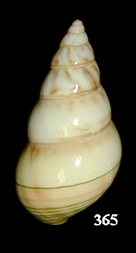 Liguus fasciatus wintei Humes, 1954