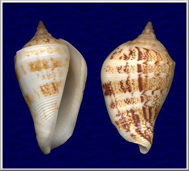 Margistrombus marginatus (Linnaeus, 1758)