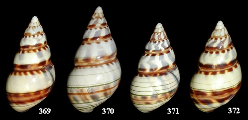 Liguus fasciatus barbouri X Liguus fasciatus pseudopictus