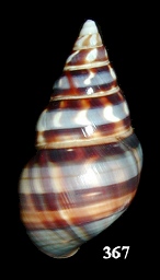 Liguus fasciatus barbouri Clench, 1929