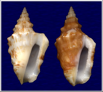 Persististrombus granulatus (Swainson, 1822) - Dwarfs