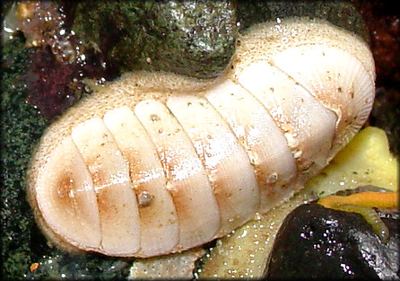 Tripoplax beringiana (R. Clark, 2000)