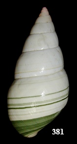 Liguus fasciatus simpsoni Pilsbry 1921