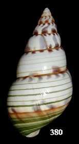 Liguus fasciatus pseudopictus Simpson, 1920