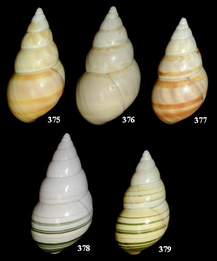 Liguus fasciatus vonpaulseni X Liguus fasciatus lossmanicus