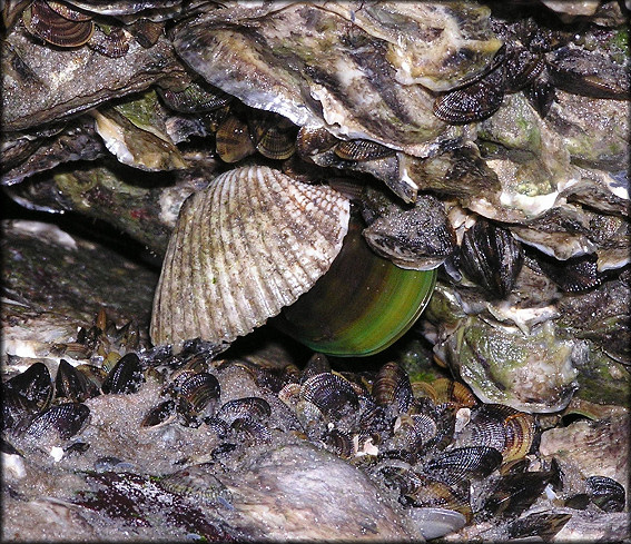 Perna viridis (Linnaeus, 1758) Asian Green Mussel In Situ