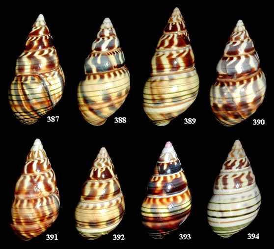 Liguus fasciatus splendidus X Liguus fasciatus testudineus